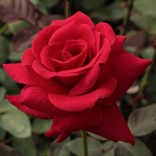 Vendita, rose rose ibridi di tea - rosso - Rosa National Trust - rosa dal profumo discreto - Samuel Darragh McGredy IV. - ,-
